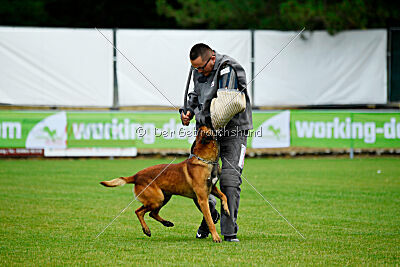 Vito vom Holzhäuser Flur