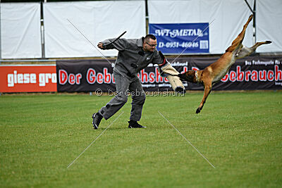 Vito vom Holzhäuser Flur