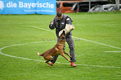 Vito vom Holzhäuser Flur