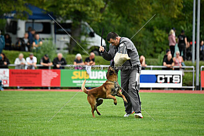 Vito vom Holzhäuser Flur