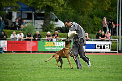 Vito vom Holzhäuser Flur