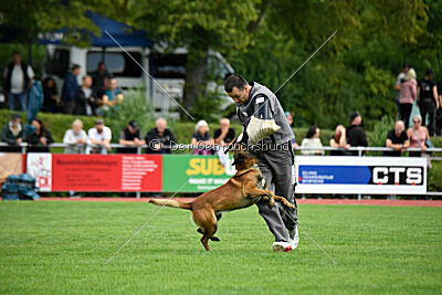 Vito vom Holzhäuser Flur