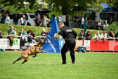 Vito vom Holzhäuser Flur