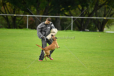Wallyrla de L'origine de faucon rouge