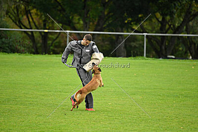 Wallyrla de L'origine de faucon rouge