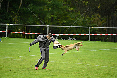 Wallyrla de L'origine de faucon rouge