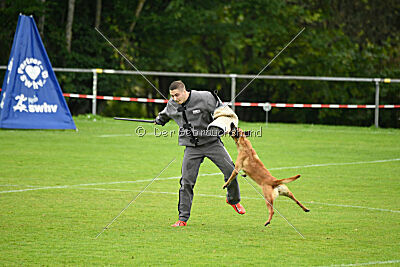 Wallyrla de L'origine de faucon rouge