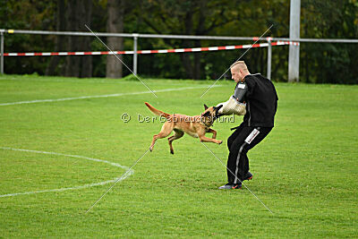 Wallyrla de L'origine de faucon rouge