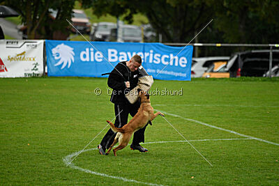 Wallyrla de L'origine de faucon rouge