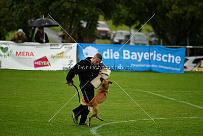 Wallyrla de L'origine de faucon rouge