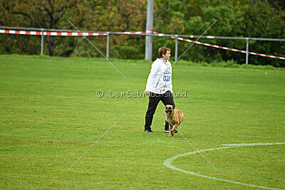 Wallyrla de L'origine de faucon rouge