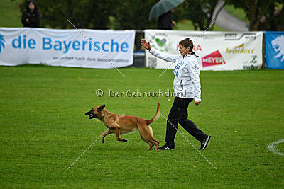 Wallyrla de L'origine de faucon rouge