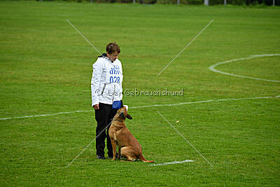 Wallyrla de L'origine de faucon rouge