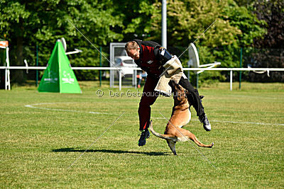 Wespe vom Further Moor