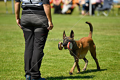 Wespe vom Further Moor