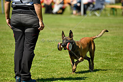 Wespe vom Further Moor