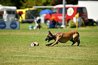 Wespe vom Further Moor