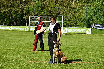 Wespe vom Further Moor