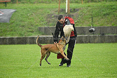 Wespe vom Further Moor