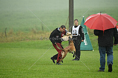 Wespe vom Further Moor