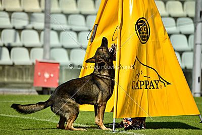 Westmac CymreigCorythus