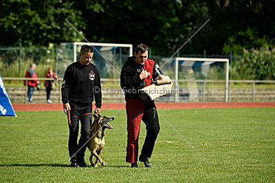 Westwind Why Not von der Steinteichmühle