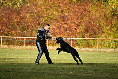 Willa Surprise von Blackmoore