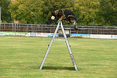 Willow vom Salztalblick