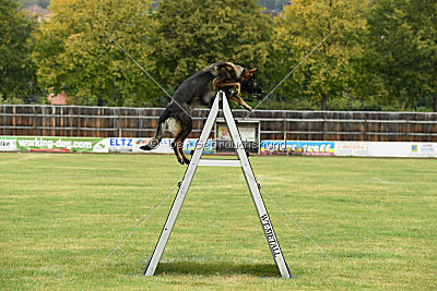 Willow vom Salztalblick