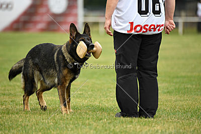 Willow vom Salztalblick