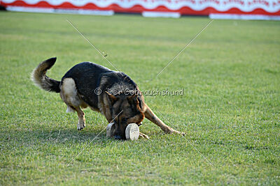 Woodstock vom Haus Pixner