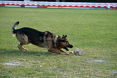 Woodstock vom Haus Pixner