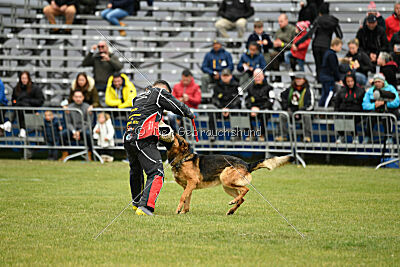Woodstock vom Haus Pixner