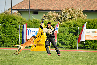 Working-Dog Hilde