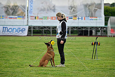 Working Malinois Daisy