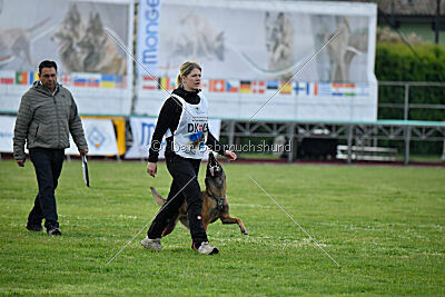 Working Malinois Daisy