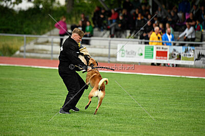 Wox de l'origine de faucon rouge