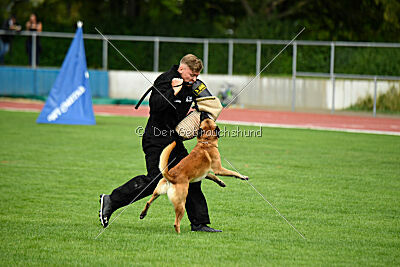 Wox de l'origine de faucon rouge