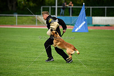 Wox de l'origine de faucon rouge