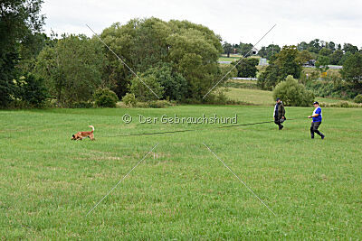 Wox de l'origine de faucon rouge