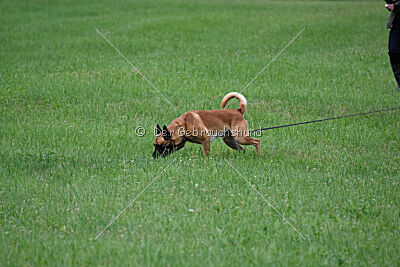 Wox de l'origine de faucon rouge