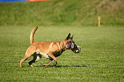 Xarey vom Further Moor