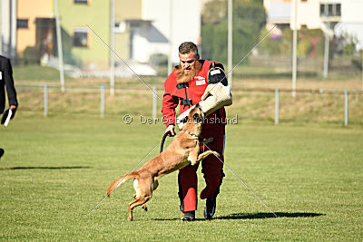 Xena vom Hause Diethelm