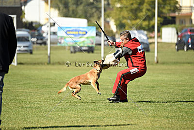 Xena vom Hause Diethelm