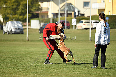 Xena vom Hause Diethelm