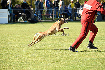 Xena vom Hause Diethelm