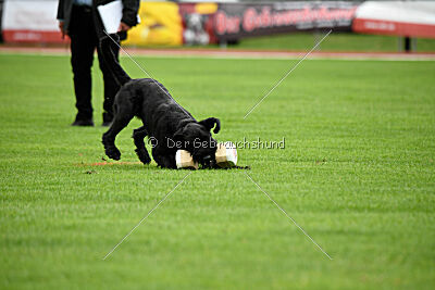 Xioux vom Lindelbrunn