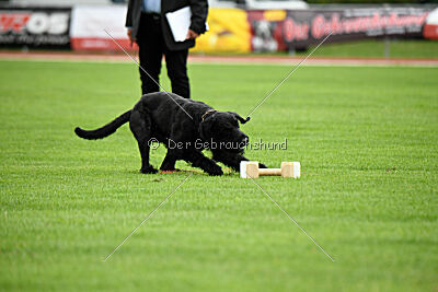 Xioux vom Lindelbrunn