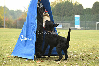 Xioux vom Lindelbrunn