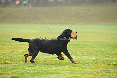 Yakima vom Hause Neubrand